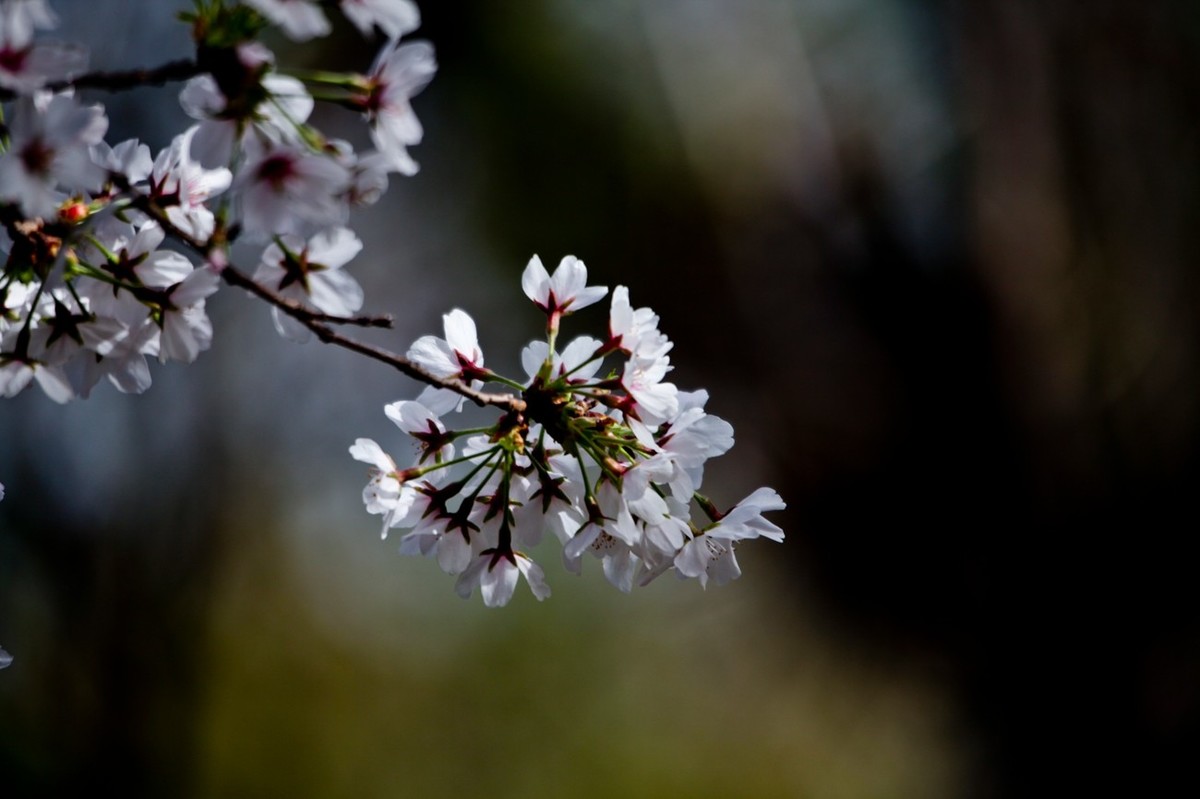 春之印象——绽放的樱花