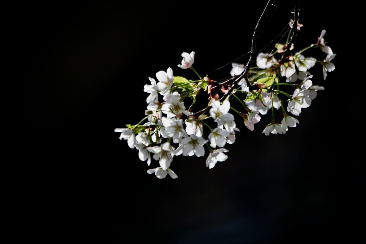 春之印象——绽放的樱花