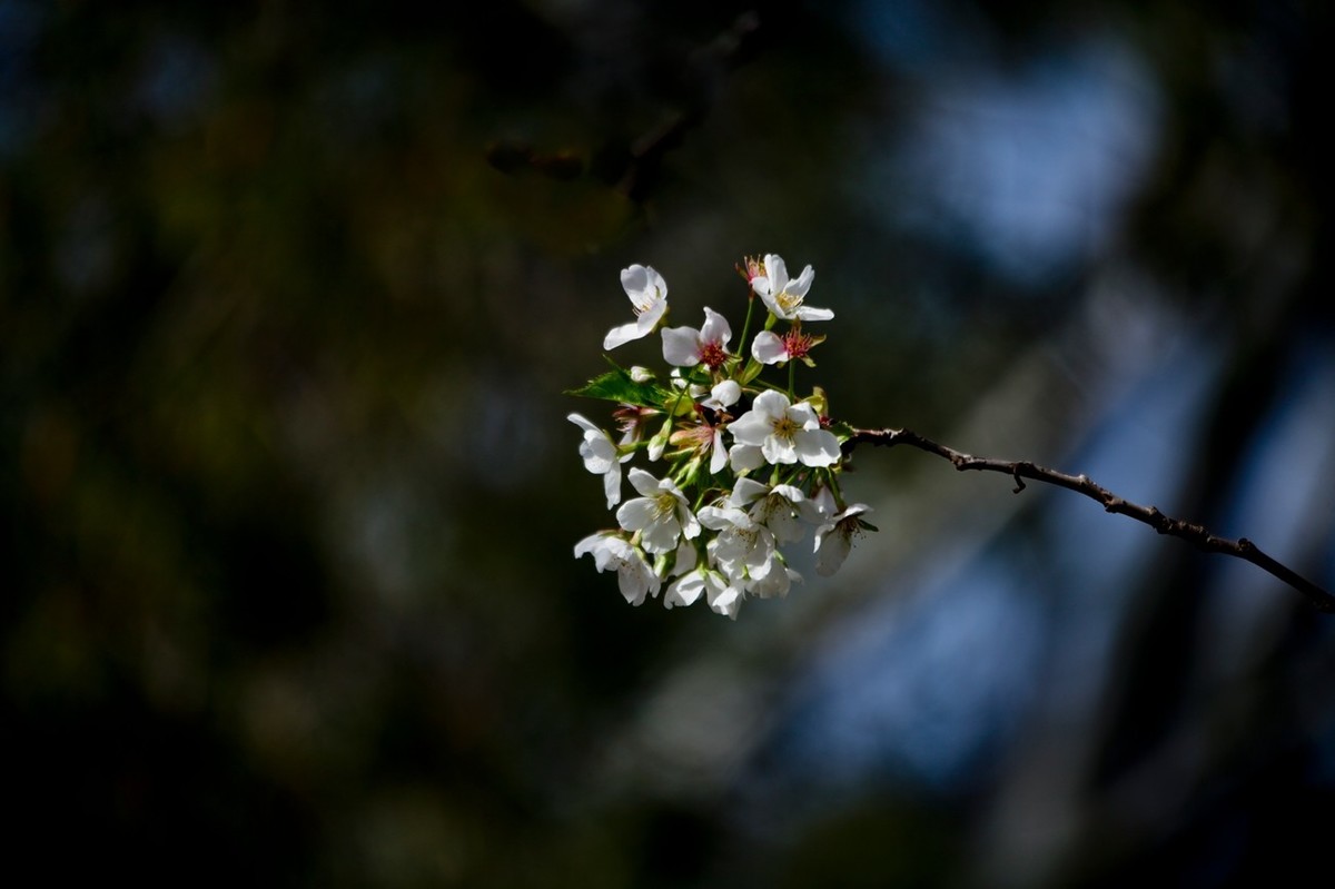 春之印象——绽放的樱花