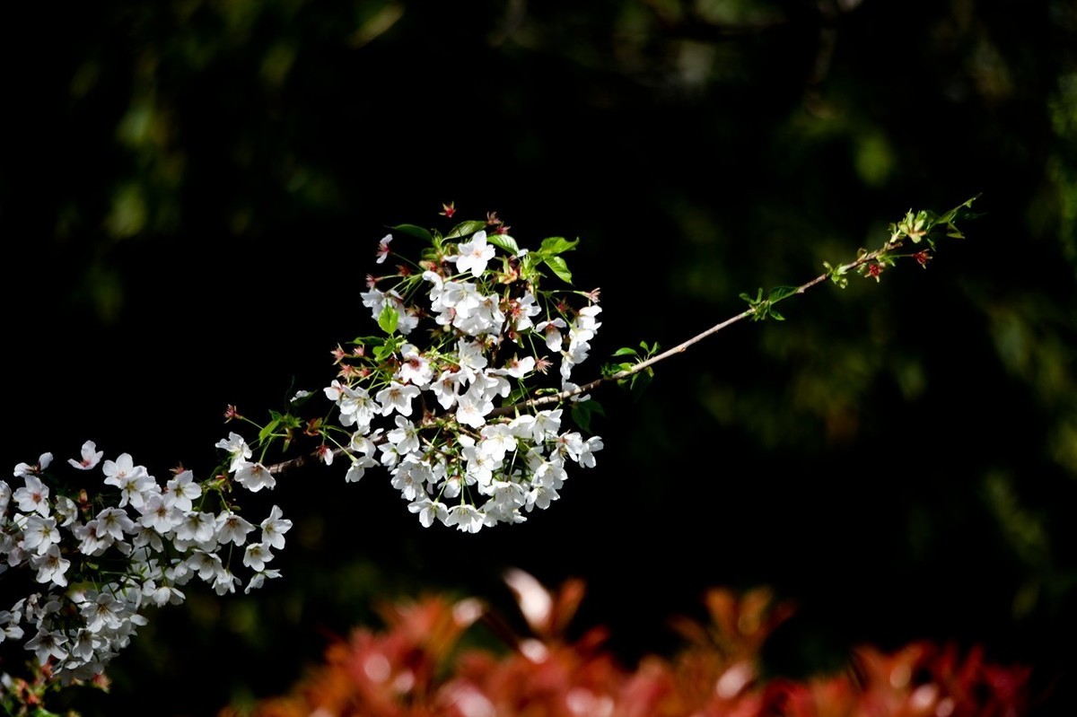 春之印象——绽放的樱花