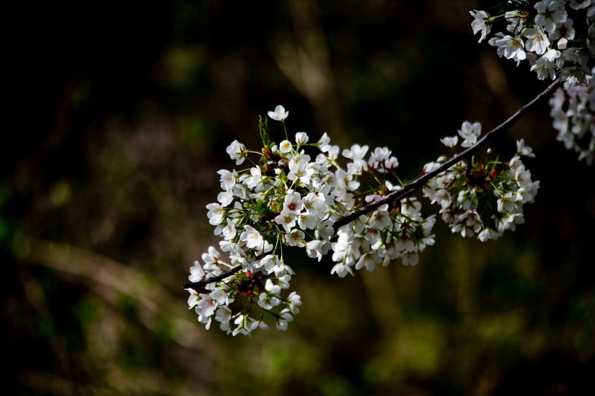 春之印象——绽放的樱花
