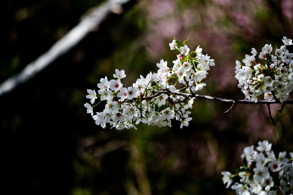春之印象——绽放的樱花