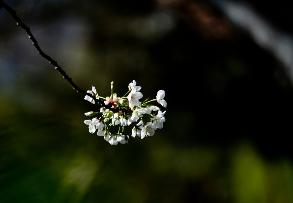春之印象——绽放的樱花