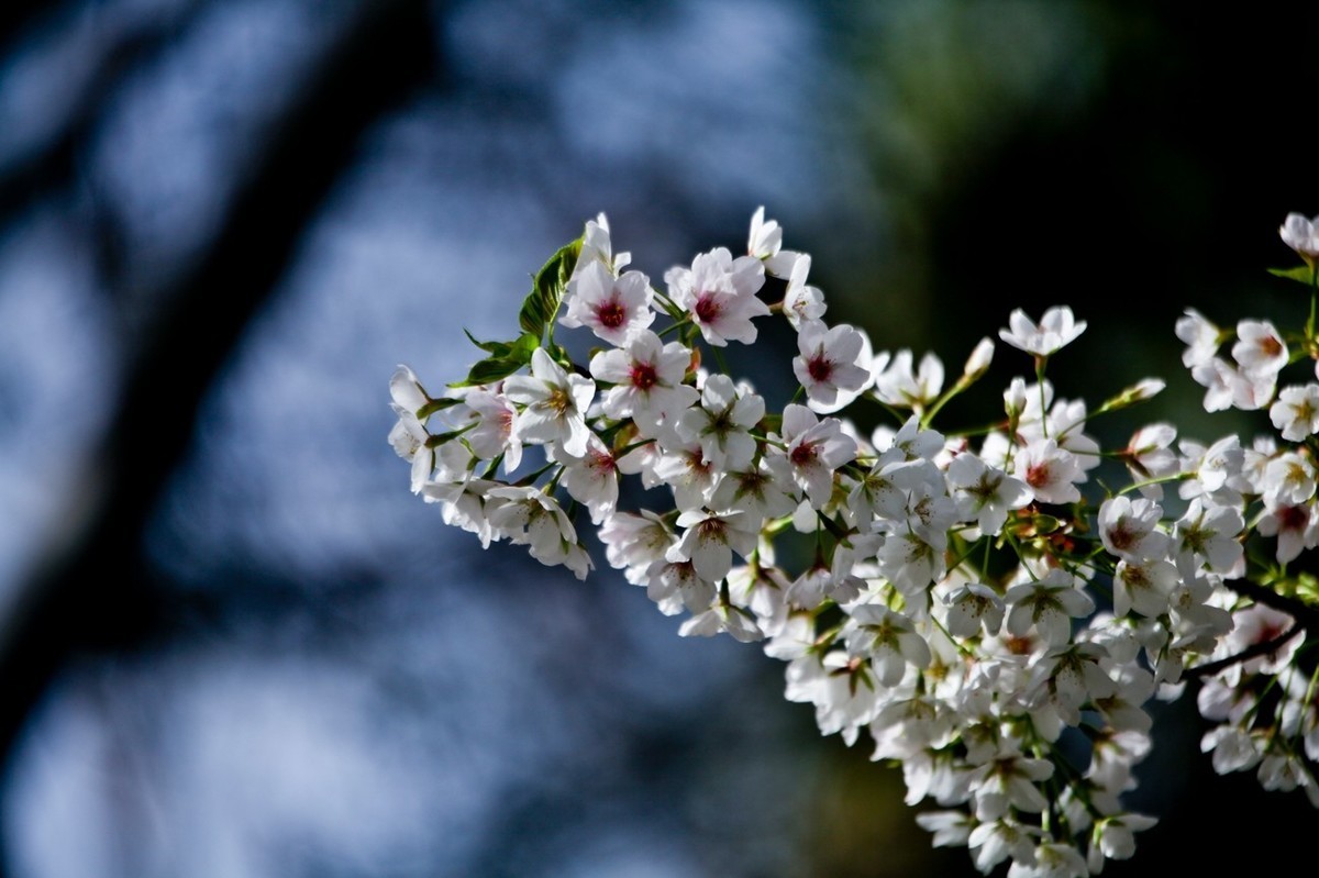 春之印象——绽放的樱花