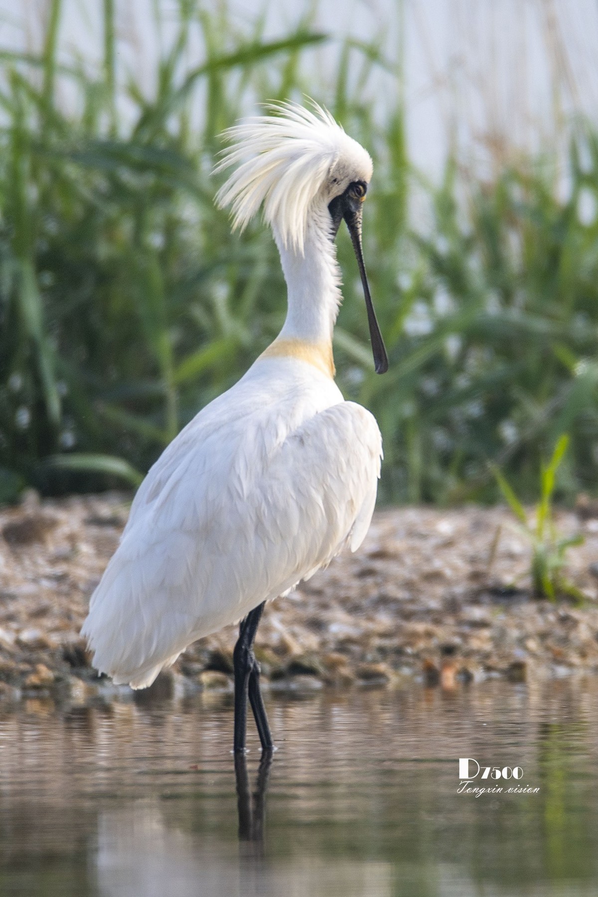 庄河鹭泊湖（10）