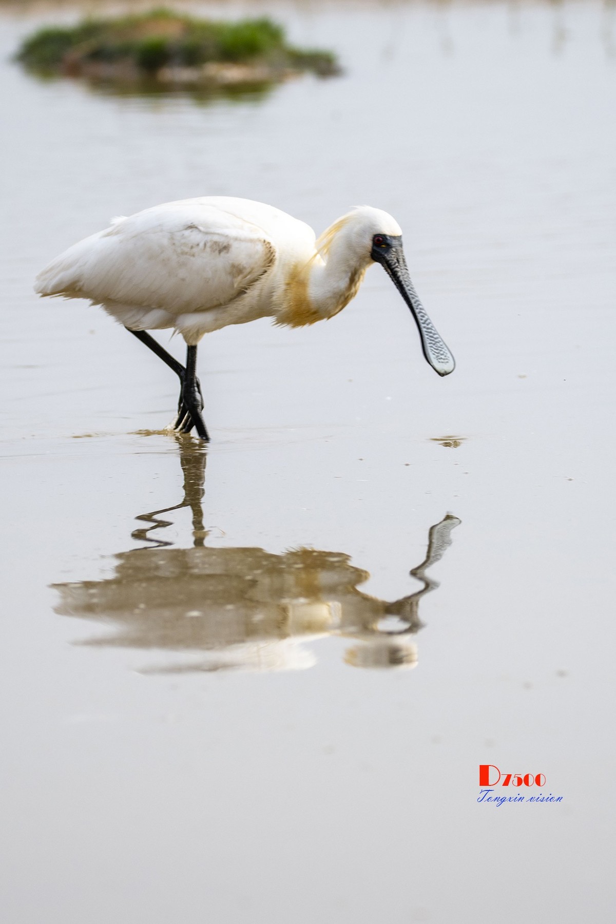 庄河鹭泊湖（10）