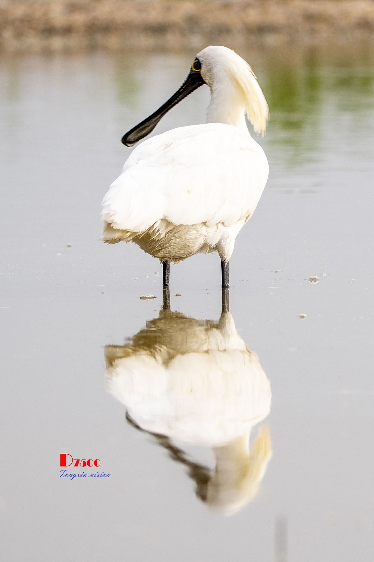 庄河鹭泊湖（10）