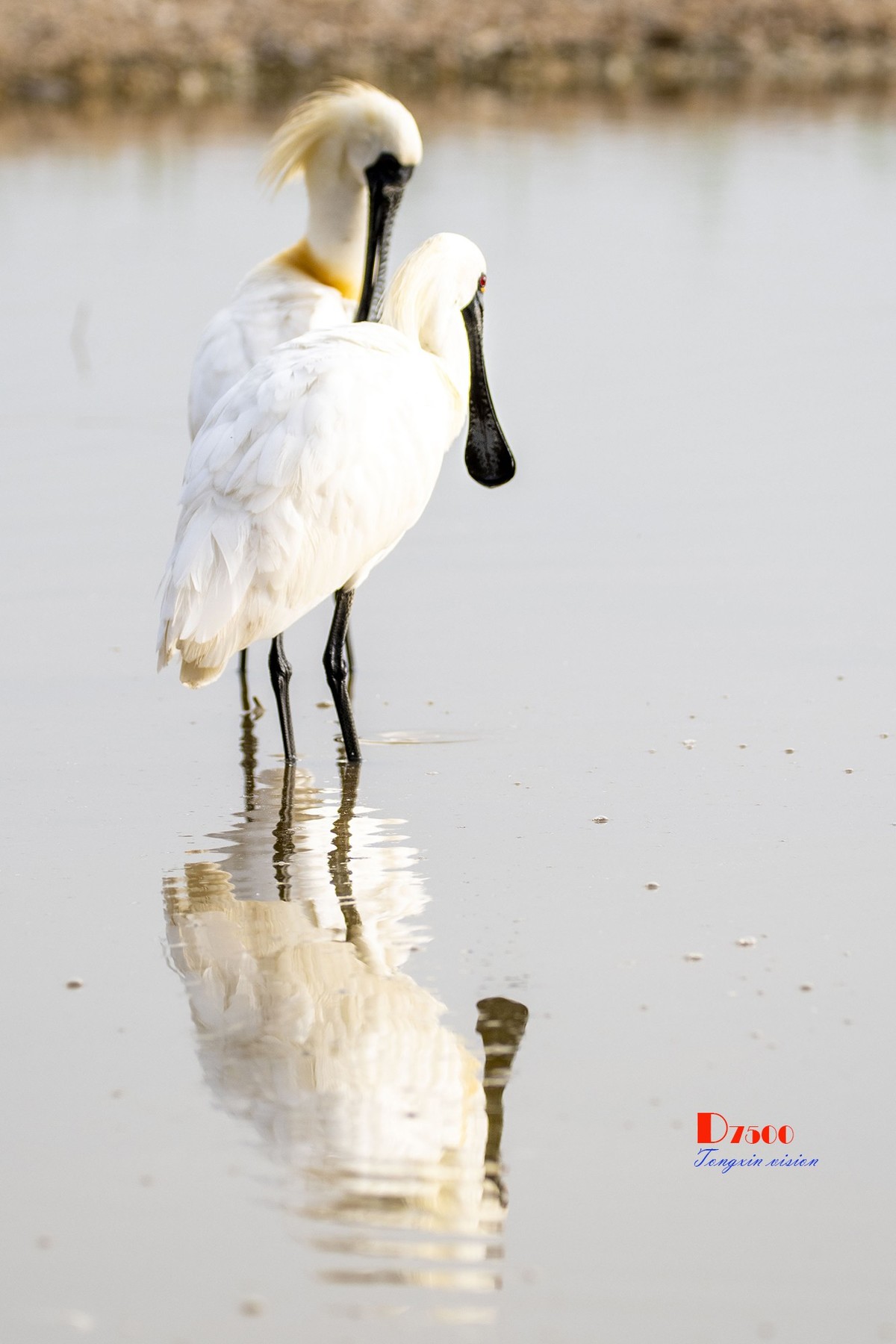 庄河鹭泊湖（10）