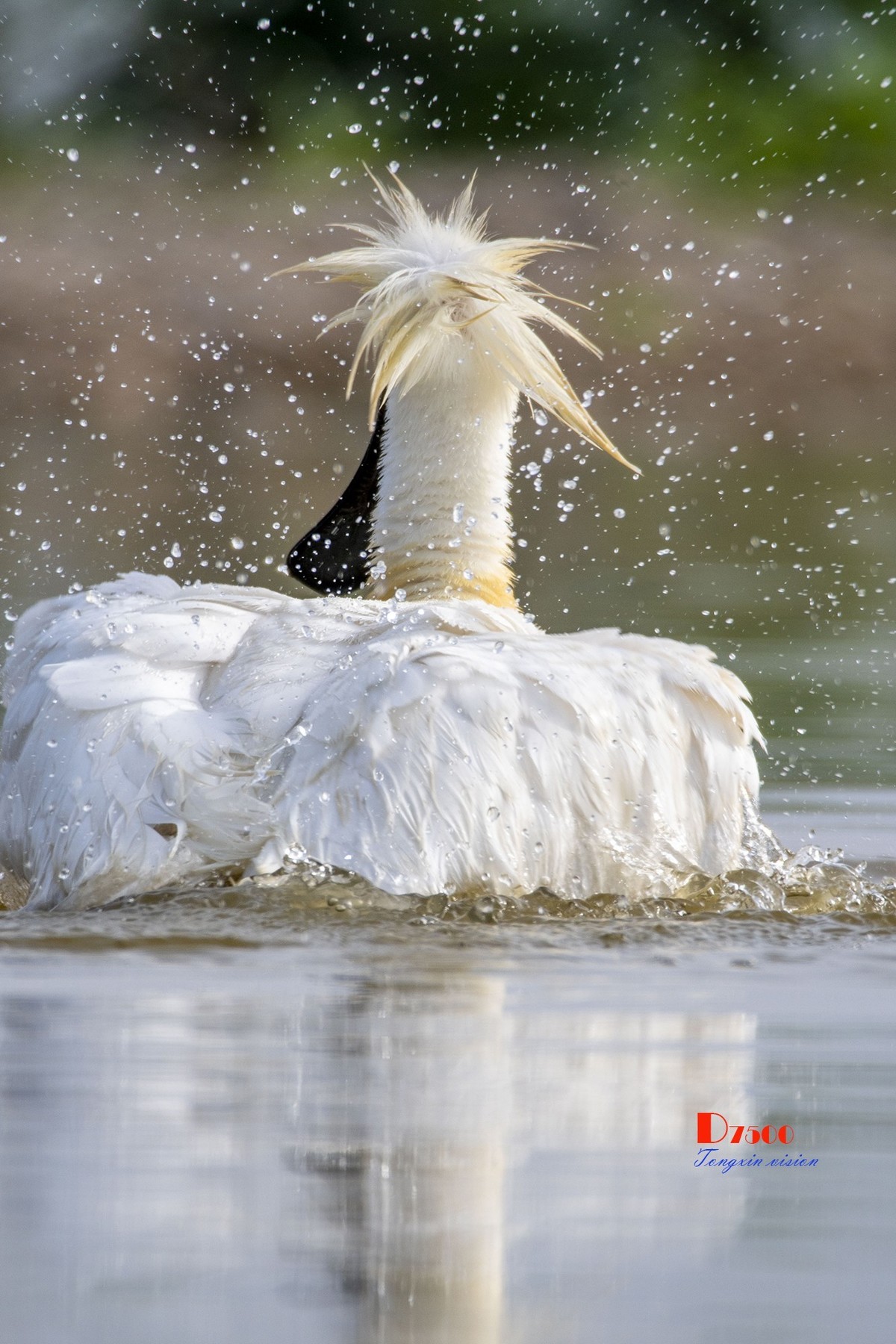 庄河鹭泊湖（10）