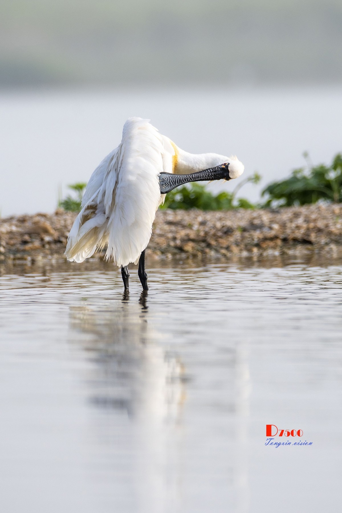 庄河鹭泊湖（10）