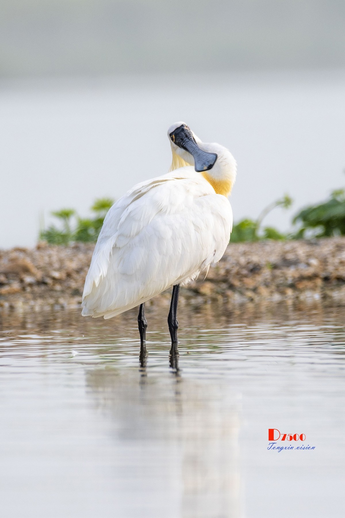 庄河鹭泊湖（10）