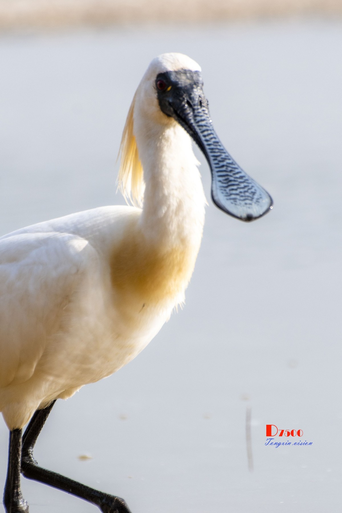 庄河鹭泊湖（10）