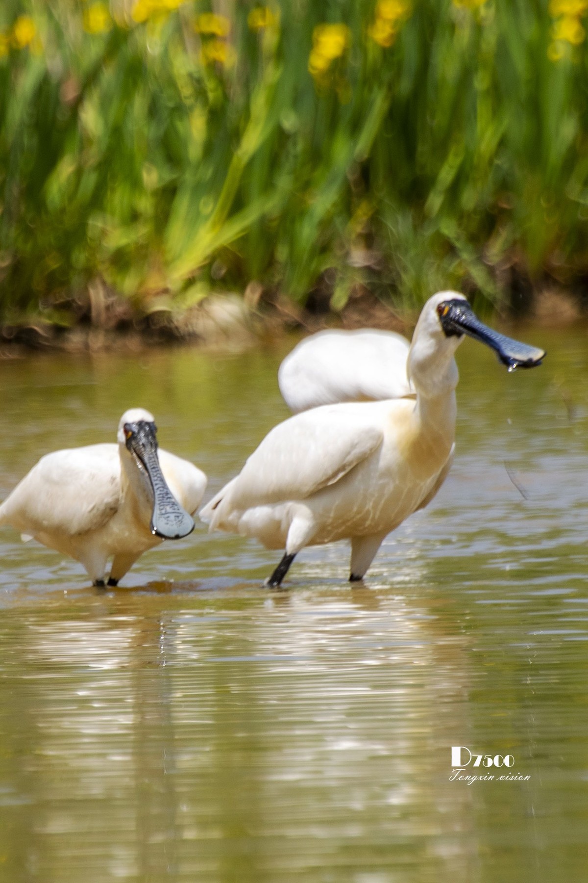 庄河鹭泊湖（10）
