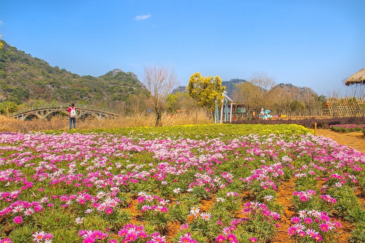 2025-04-19云南普者黑天鹅湖（二）