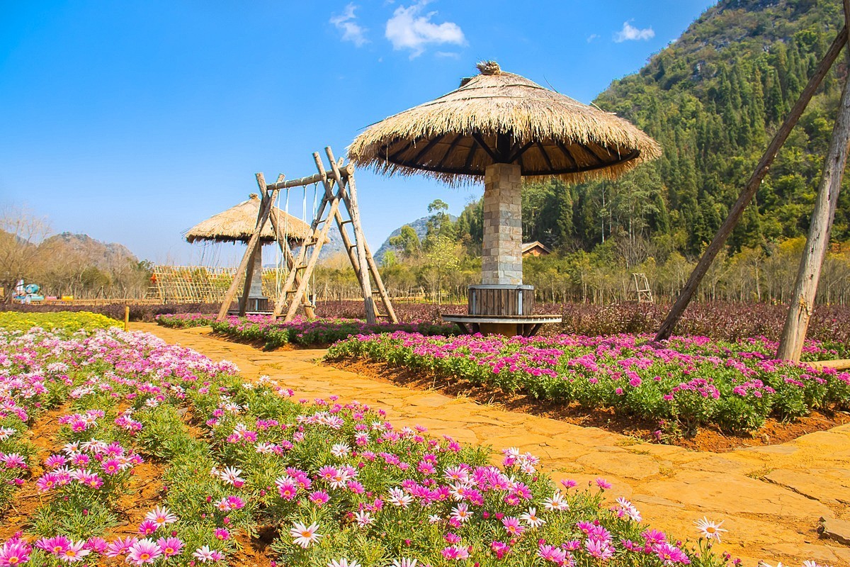 2025-04-19云南普者黑天鹅湖（二）