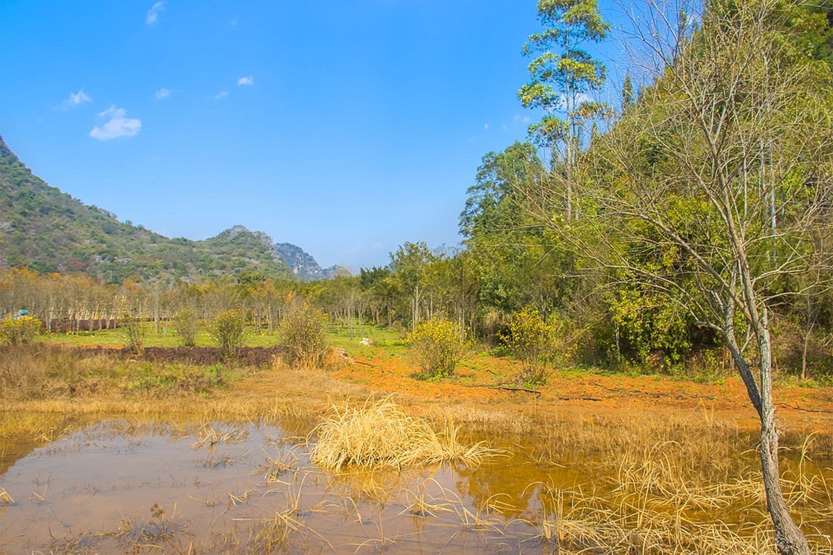 2025-04-19云南普者黑天鹅湖（二）