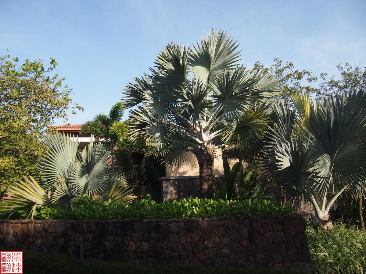 2023.11.19海南旅游随拍（3）