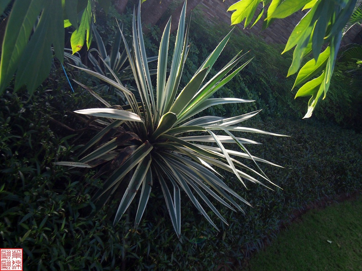 2023.11.19海南旅游随拍（3）