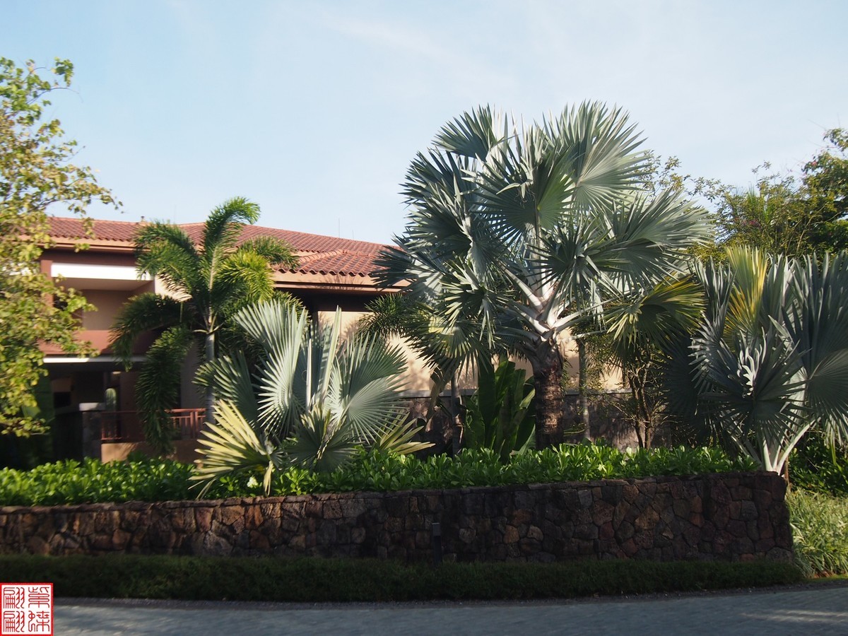 2023.11.19海南旅游随拍（3）