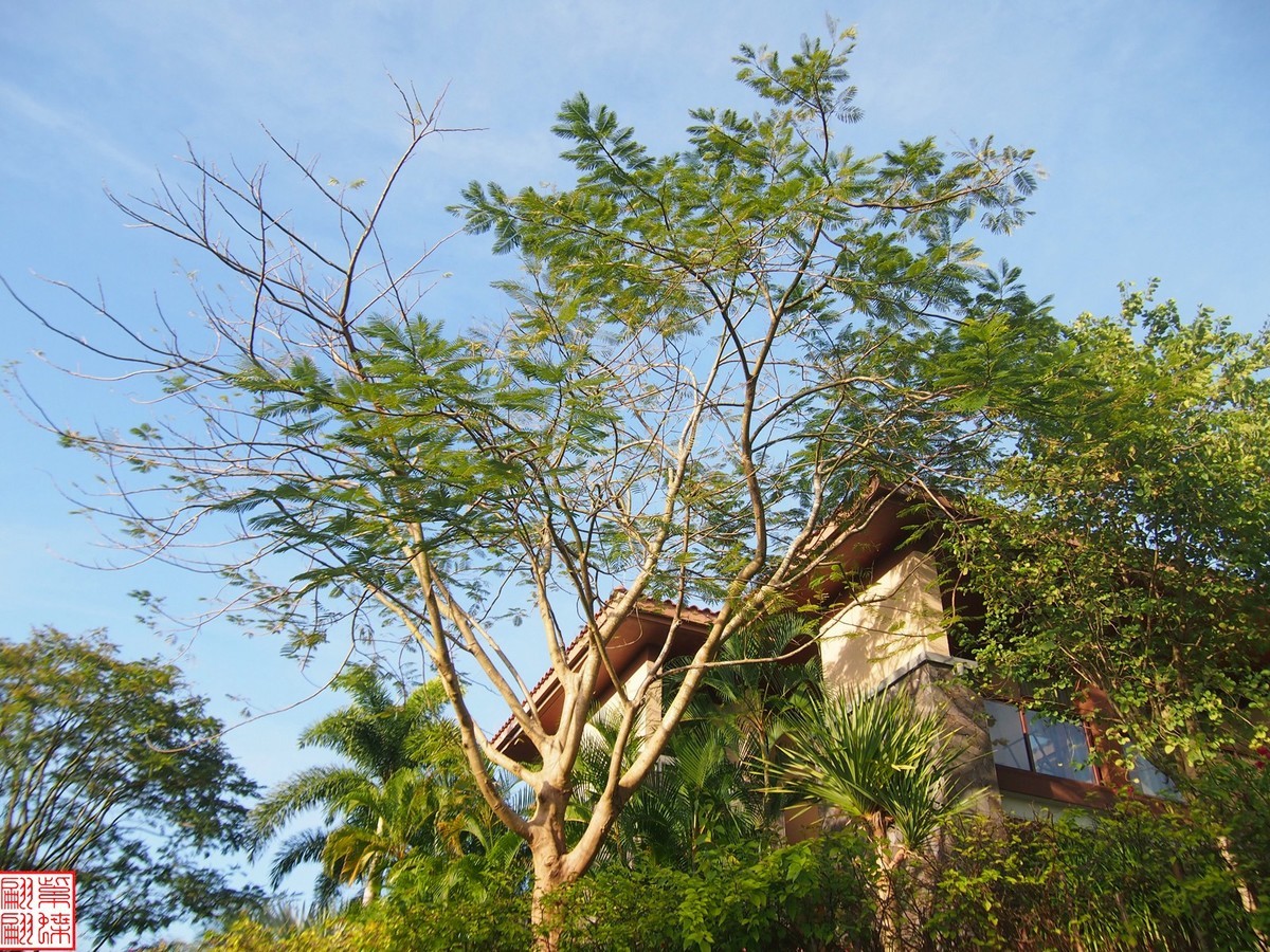 2023.11.19海南旅游随拍（3）