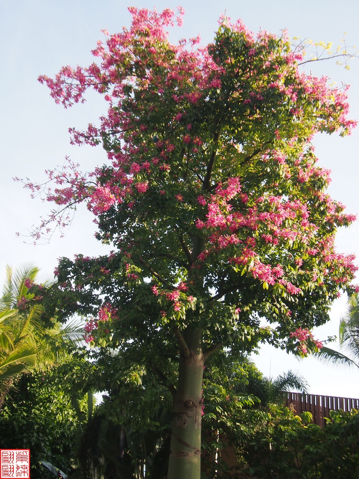 2023.11.19海南旅游随拍（3）