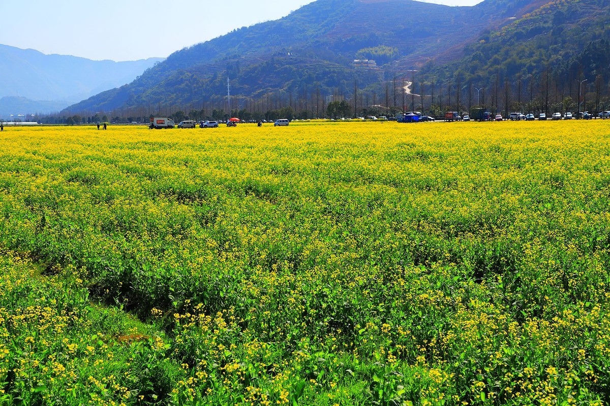桐浦油菜花基地5