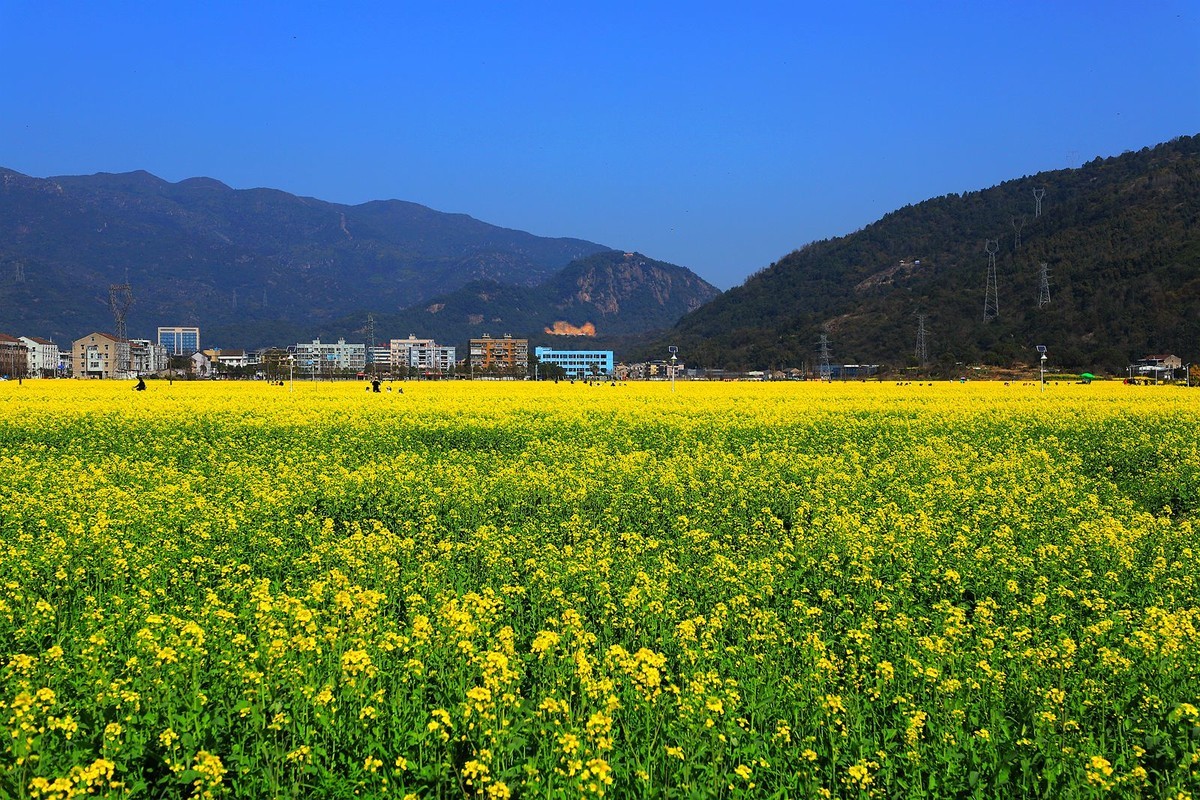 桐浦油菜花基地5