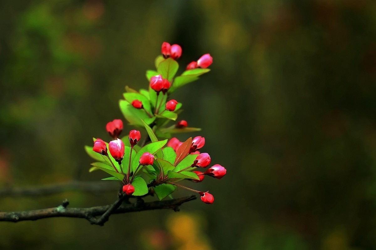 杂拍花花卉