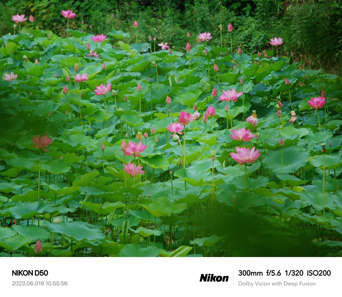 夏日荷花分外艳