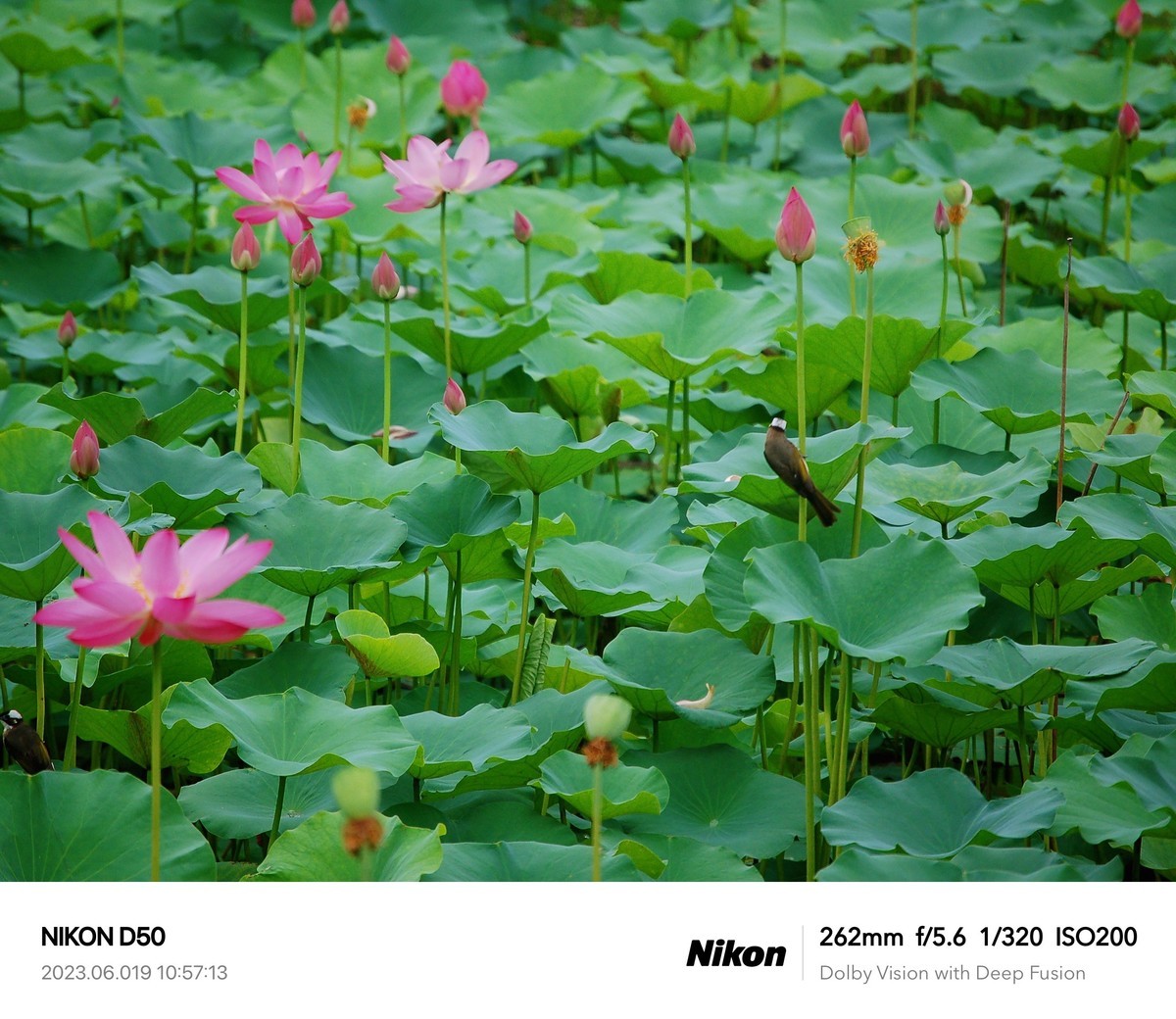 夏日荷花分外艳