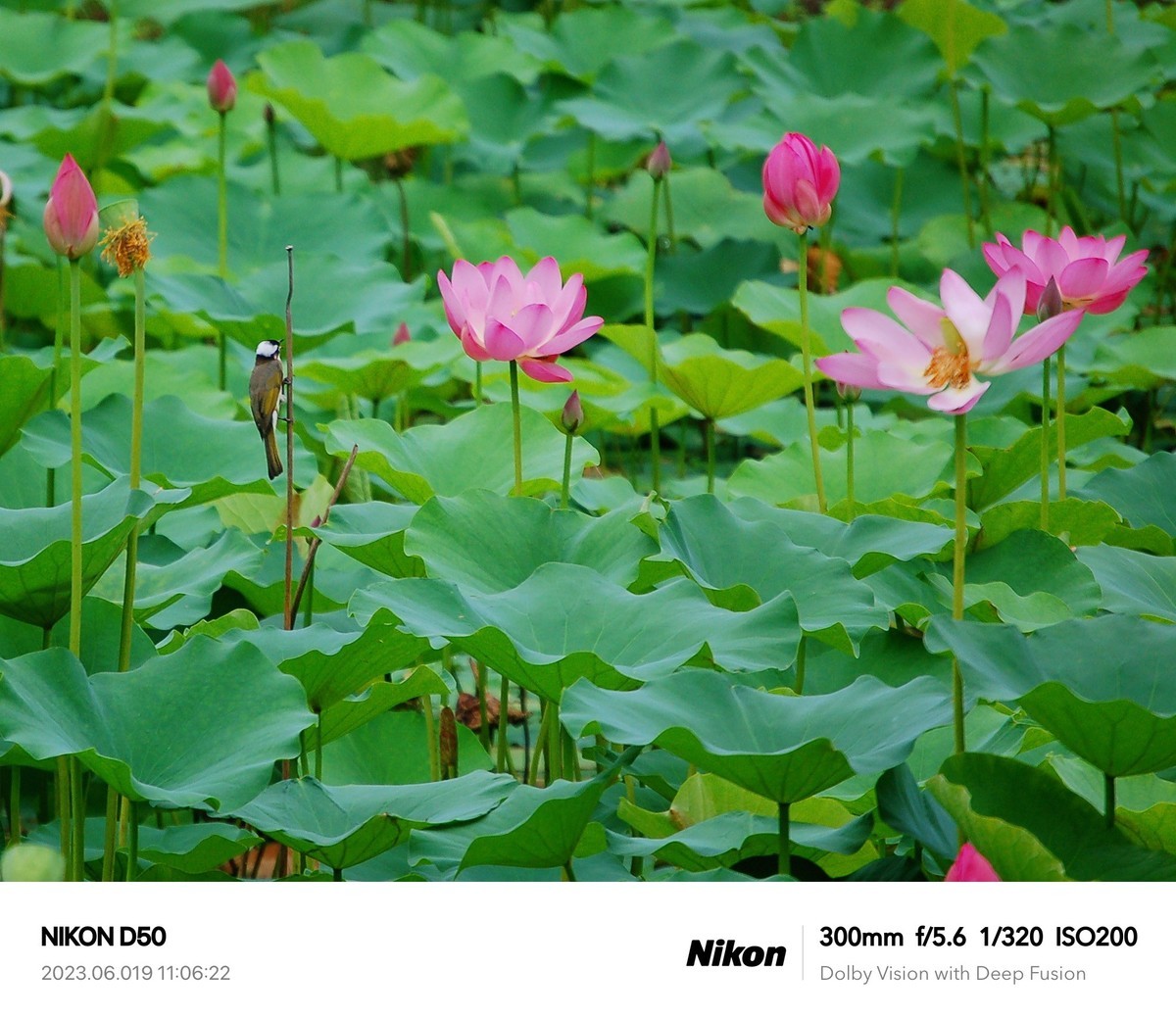 夏日荷花分外艳