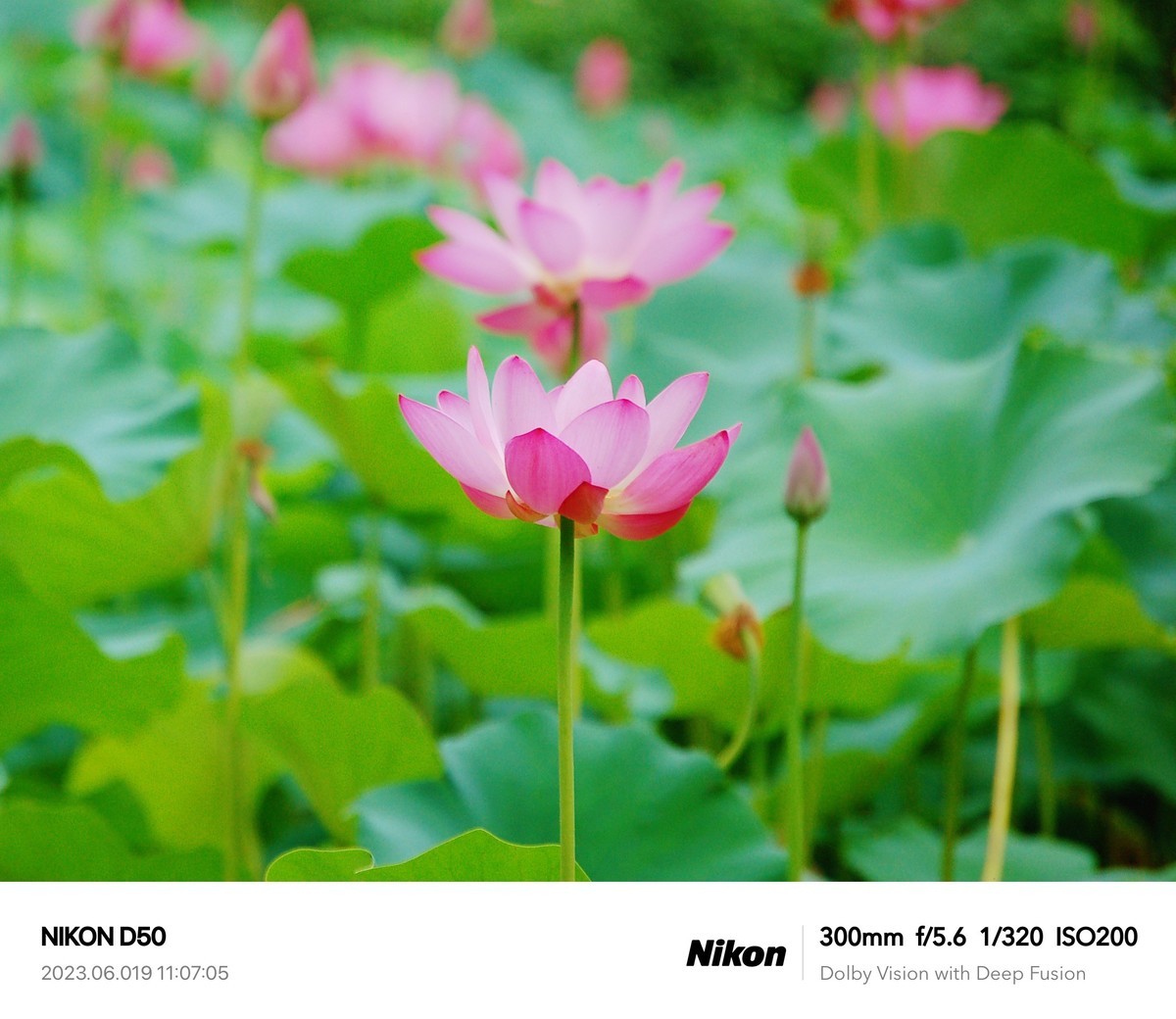 夏日荷花分外艳