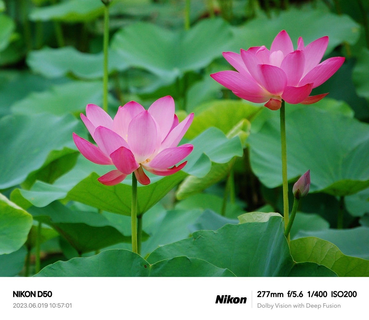 夏日荷花分外艳