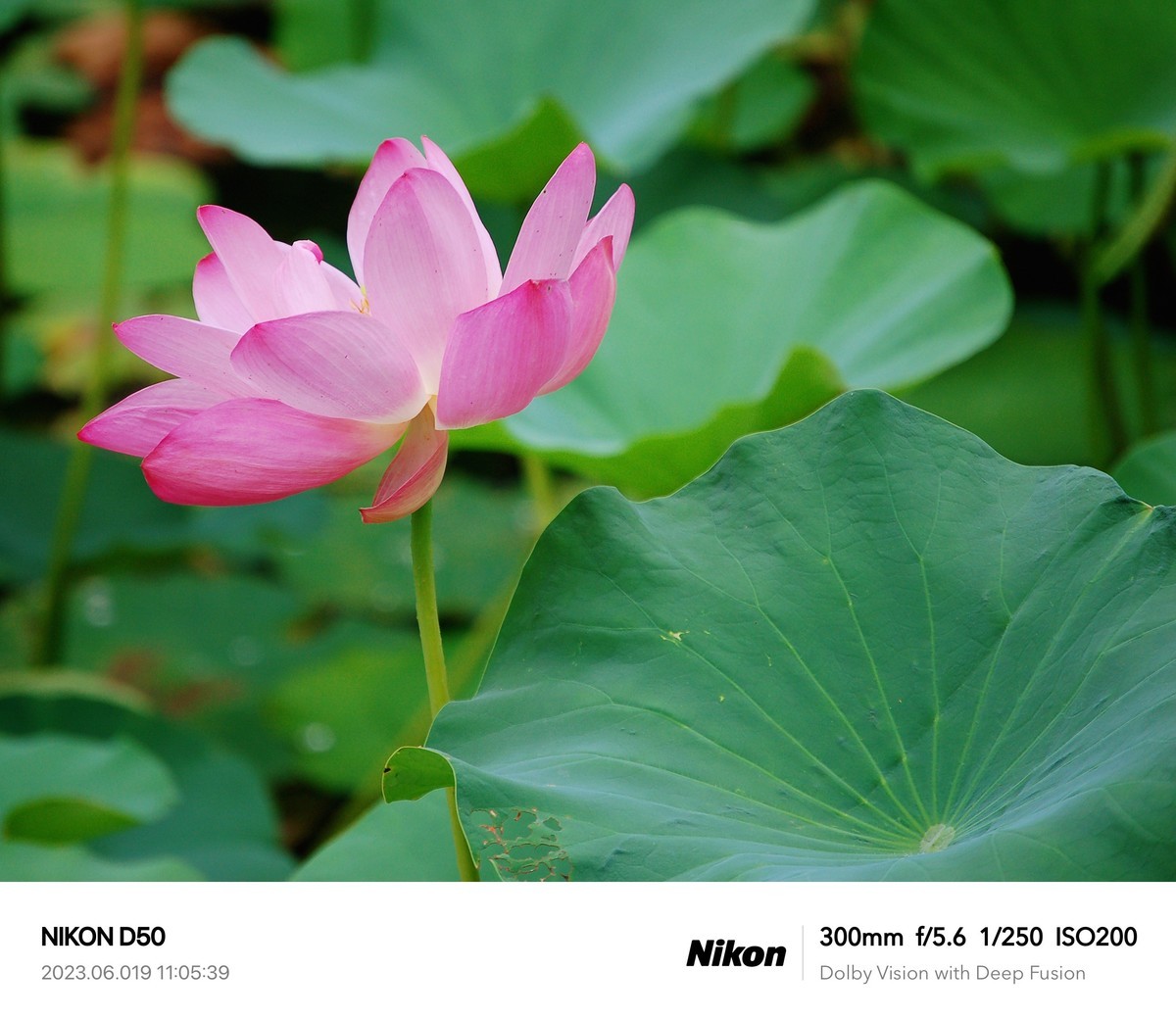 夏日荷花分外艳