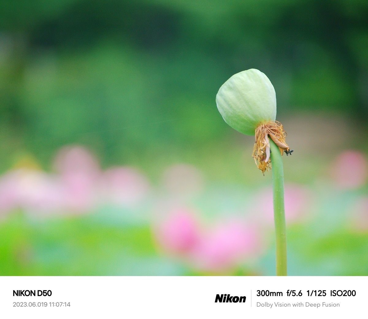 夏日荷花分外艳