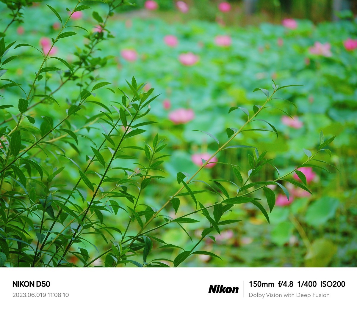 夏日荷花分外艳