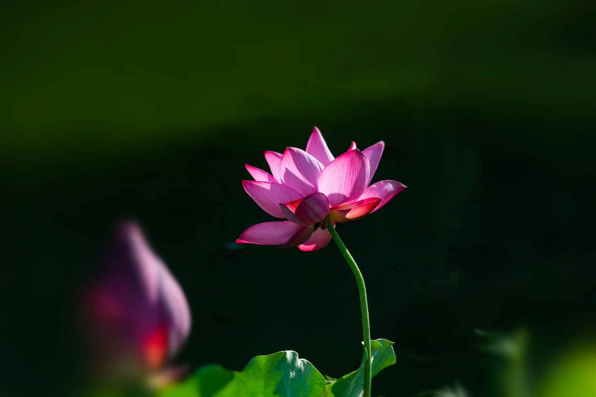 荷花随拍(恭喜好友全红荣任安阳星空(中国)版主！