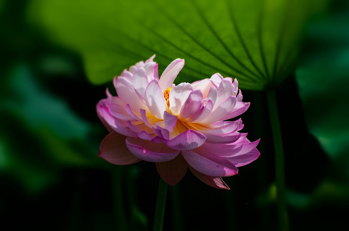 荷花随拍(恭喜好友全红荣任安阳星空(中国)版主！
