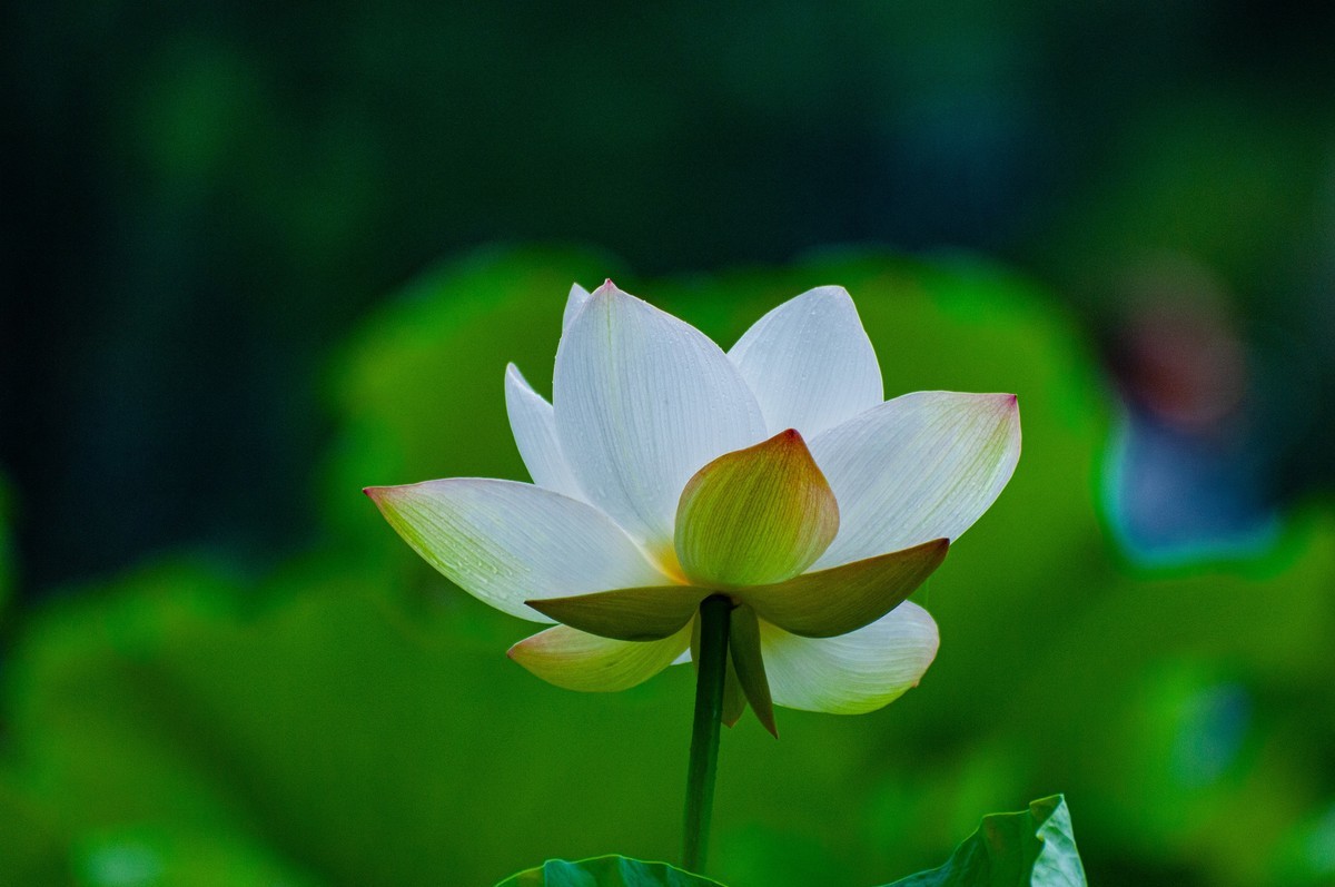 荷花随拍(恭喜好友全红荣任安阳星空(中国)版主！