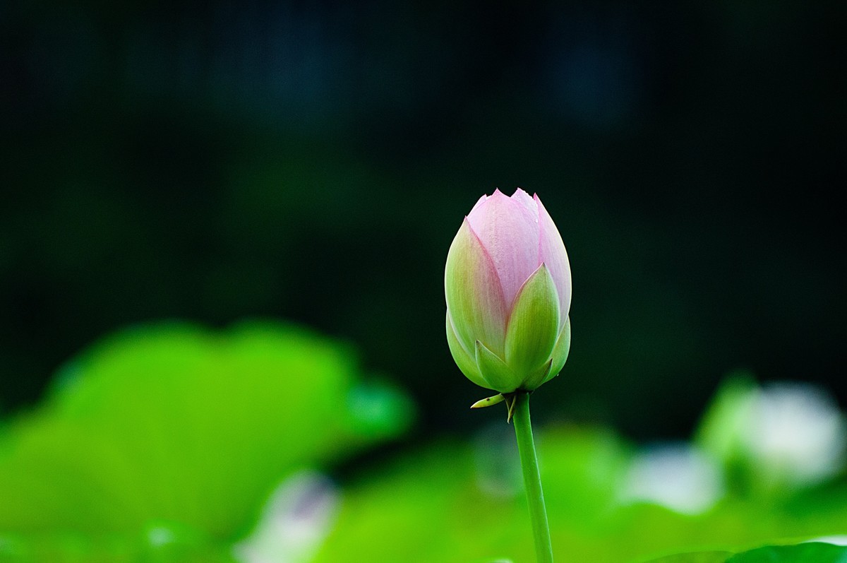 荷花随拍(恭喜好友全红荣任安阳星空(中国)版主！