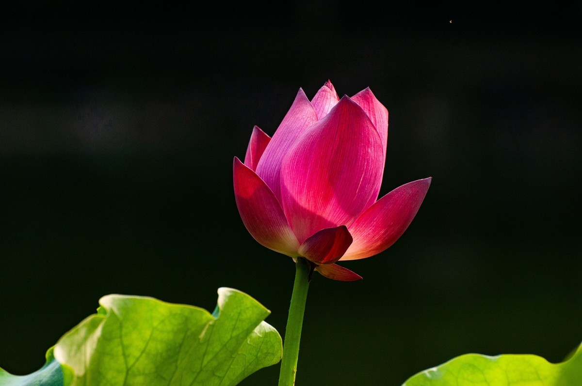 荷花随拍(恭喜好友全红荣任安阳星空(中国)版主！