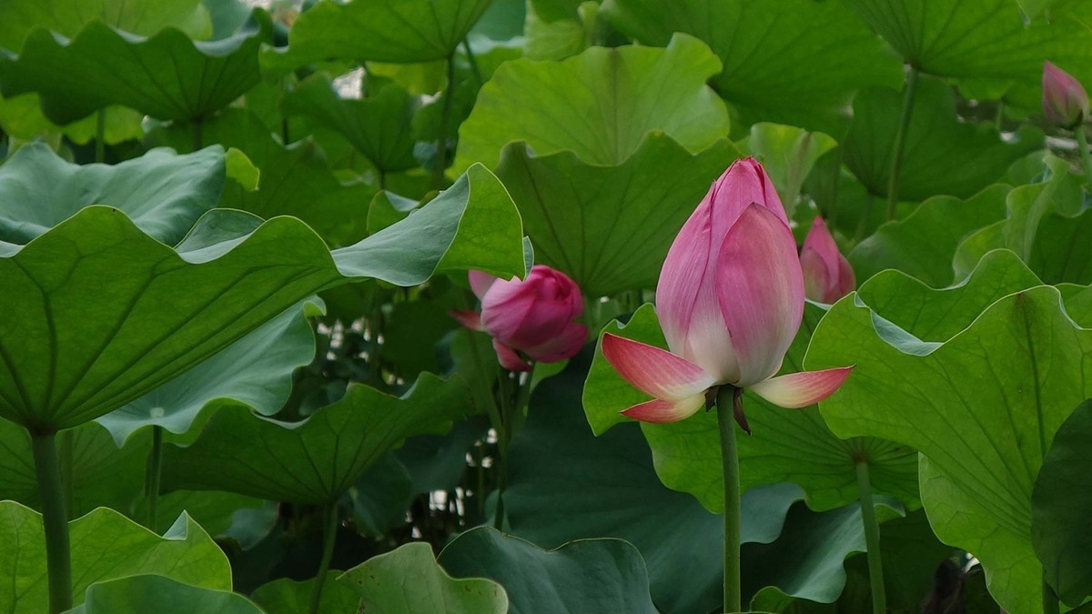 炎热的七月来到西安大唐芙蓉园游玩