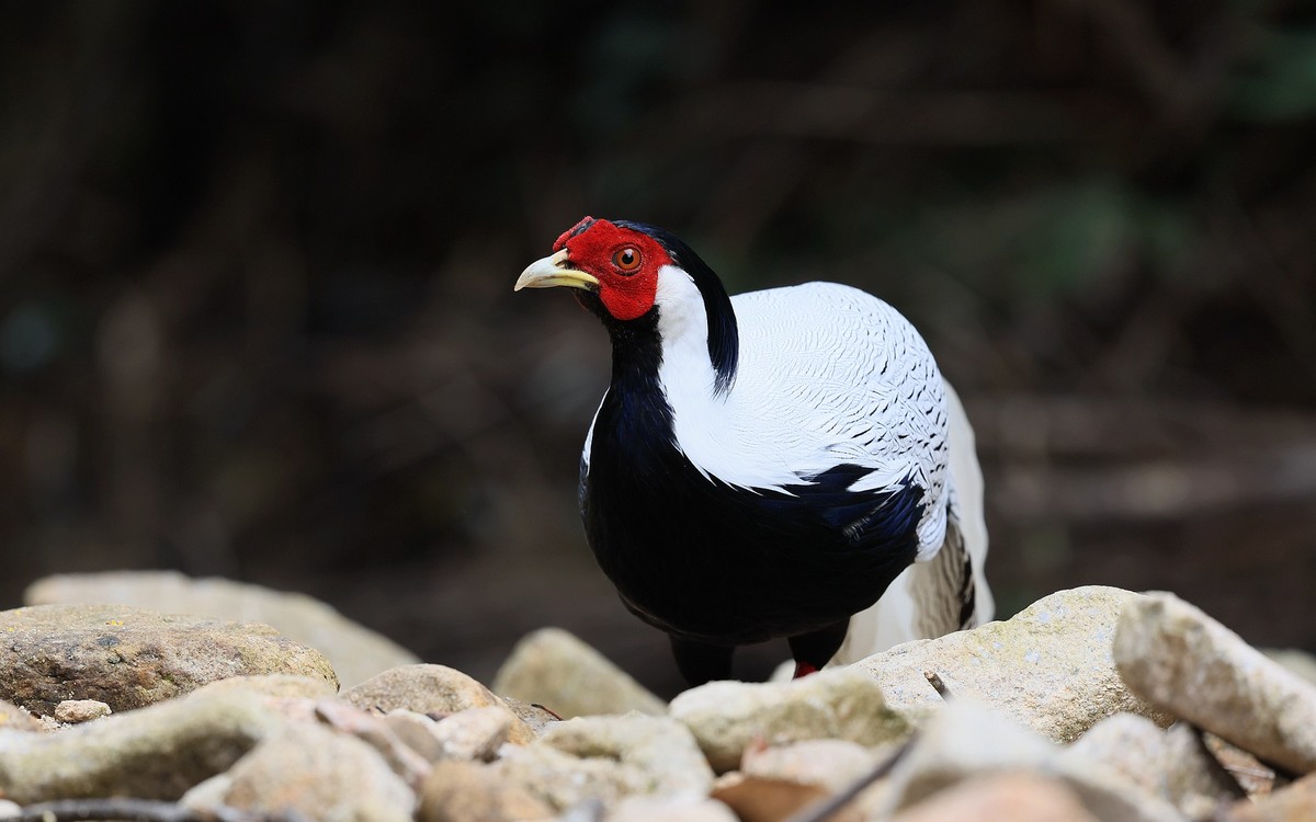R5 功能强大！还在摸索中！