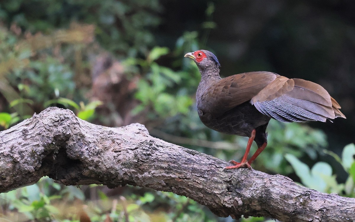 R5 功能强大！还在摸索中！