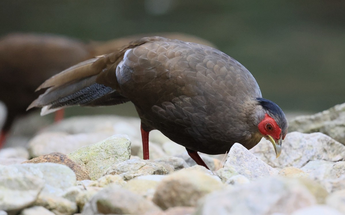 R5 功能强大！还在摸索中！