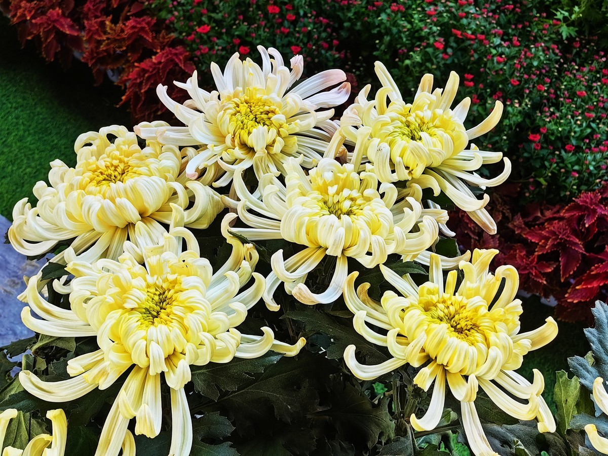 开封（矛盾城）菊展（手机版）