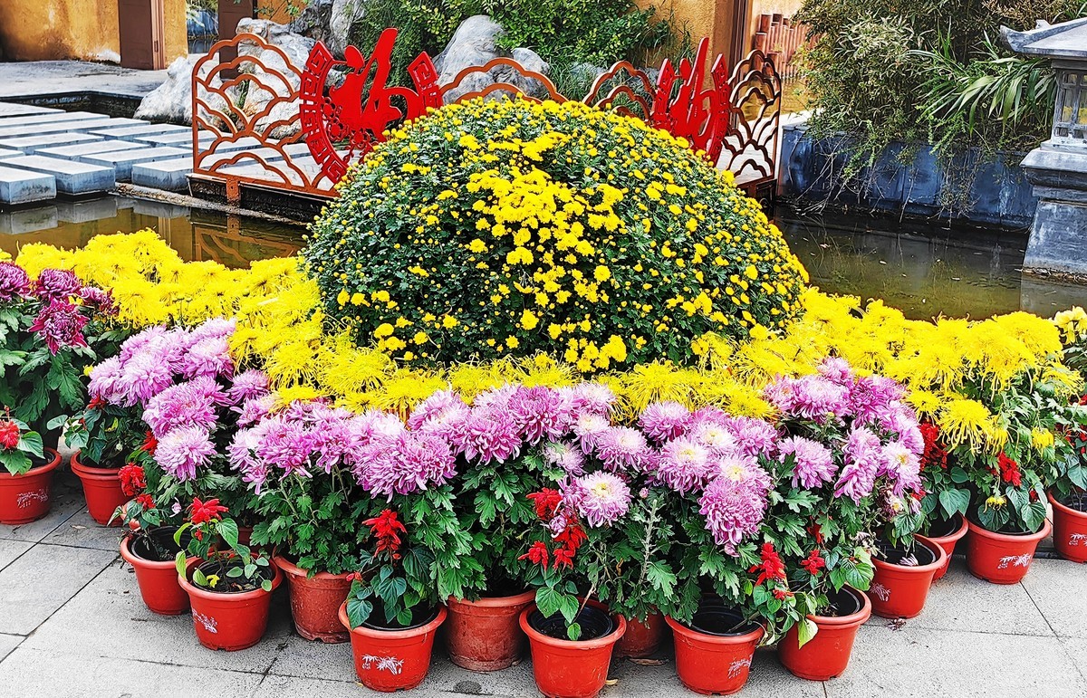 开封（矛盾城）菊展（手机版）