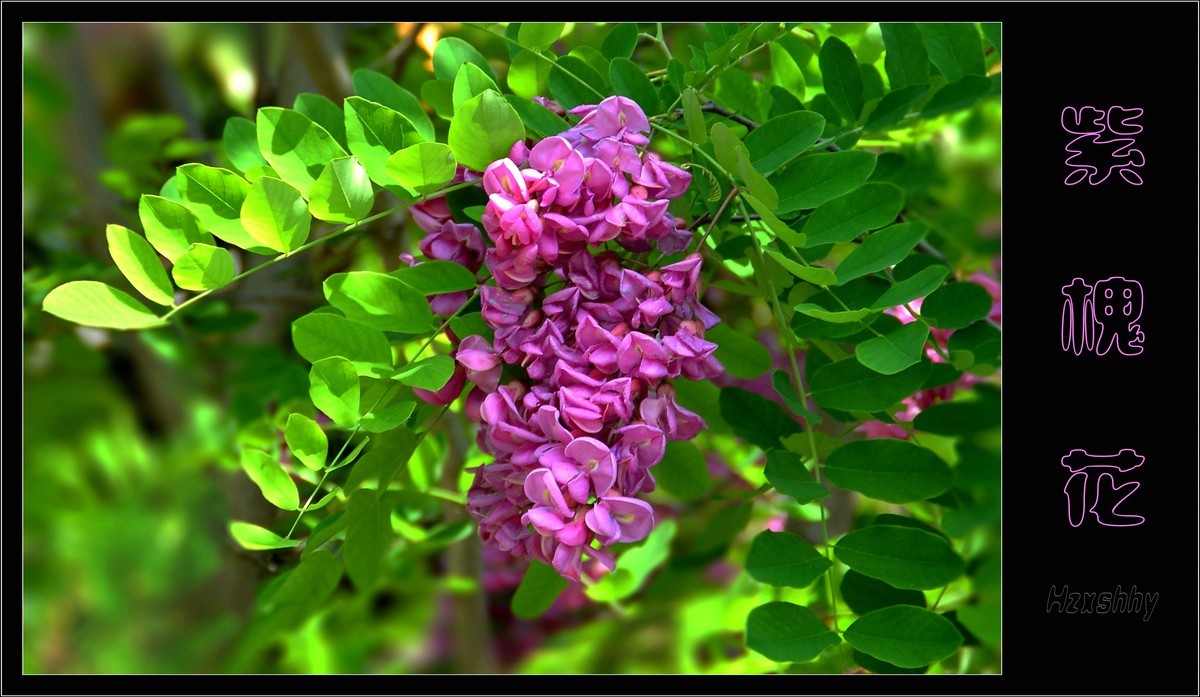 紫槐花（2024199）