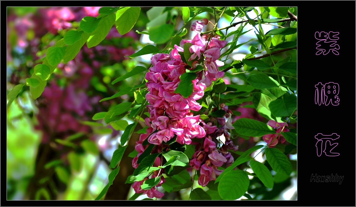 紫槐花（2024199）