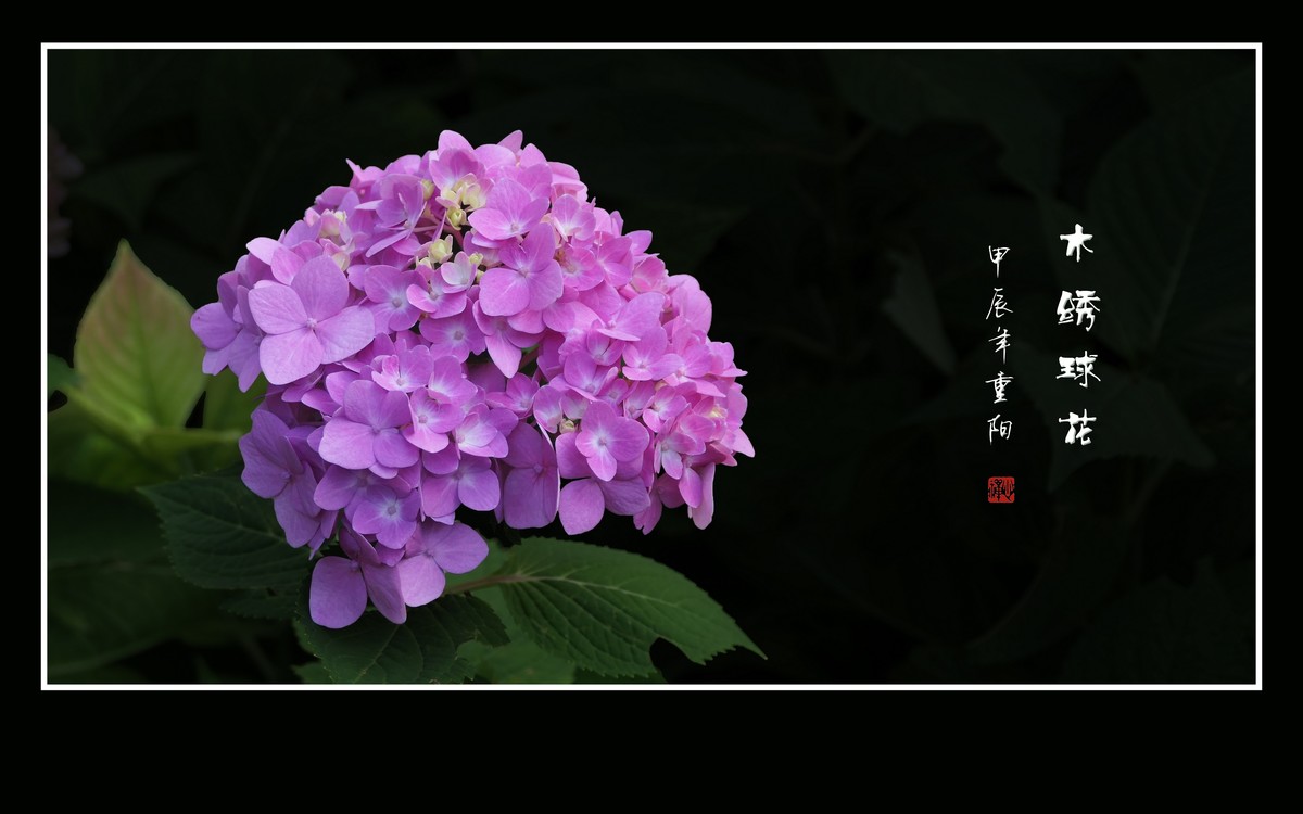 花团锦簇的木绣球花